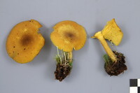 Tricholomopsis decora image